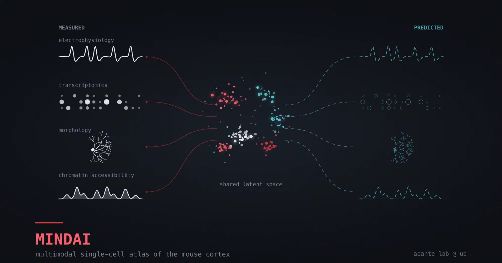 Four measured single-cell modalities — an action-potential trace, an expression dot matrix, a dendritic arbor and a chromatin accessibility track — flowing into a clustered shared latent space, which translates back out into the same four modalities drawn as predictions.